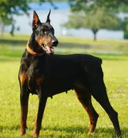 Import, a female Doberman Pinscher for sale in Georgiana, AL – Photo 5 of 5