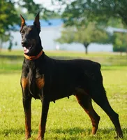 Import, a female Doberman Pinscher for sale in Georgiana, AL – Photo 3 of 5
