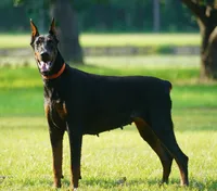 Import, a female Doberman Pinscher for sale in Georgiana, AL – Photo 2 of 5