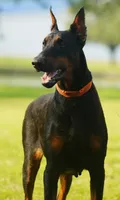 Import, a female Doberman Pinscher for sale in Georgiana, AL – Photo 4 of 5