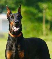 Import, a female Doberman Pinscher for sale in Georgiana, AL – Photo 1 of 5