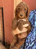 girl golden, a female Poodle - Miniature  and Miniature Goldendoodle for sale in Los Angeles, CA – Photo 1 of 3
