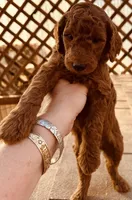 girl golden, a female Poodle - Miniature  and Miniature Goldendoodle for sale in Los Angeles, CA – Photo 3 of 3