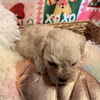 Little white boy, a male Maltipoo for sale in Los Angeles, CA – Photo 2 of 7