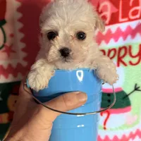 Little white boy, a male Maltipoo for sale in Los Angeles, CA – Photo 1 of 7