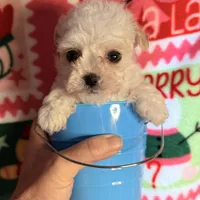 Little white boy, a male Maltipoo for sale in Los Angeles, CA – Photo 7 of 7