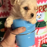 Little white boy, a male Maltipoo for sale in Los Angeles, CA – Photo 5 of 7