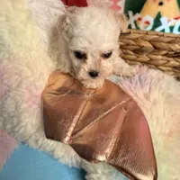 Little white boy, a male Maltipoo for sale in Los Angeles, CA – Photo 6 of 7