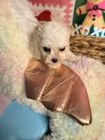 processed/610d0374-4b69-4bc2-ae62-bc594314ff88/listing/046983cb-45fb-48f7-b853-58a67545fa1b/9e684494-66e1-4eeb-bbc9-10f2bf2a5820