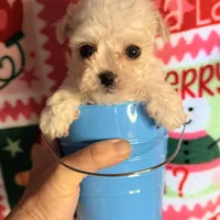 Little white boy, a male Maltipoo for sale in Los Angeles, CA – Photo 4 of 7