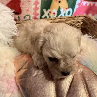 Little white boy, a male Maltipoo for sale in Los Angeles, CA – Photo 3 of 7