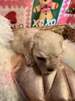 processed/610d0374-4b69-4bc2-ae62-bc594314ff88/listing/046983cb-45fb-48f7-b853-58a67545fa1b/f11e20b4-fd4b-4948-a2a8-7ff321856508