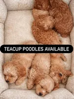 Teacup poodle, a female Poodle - Toy  for sale in Los Angeles, CA – Photo 3 of 3