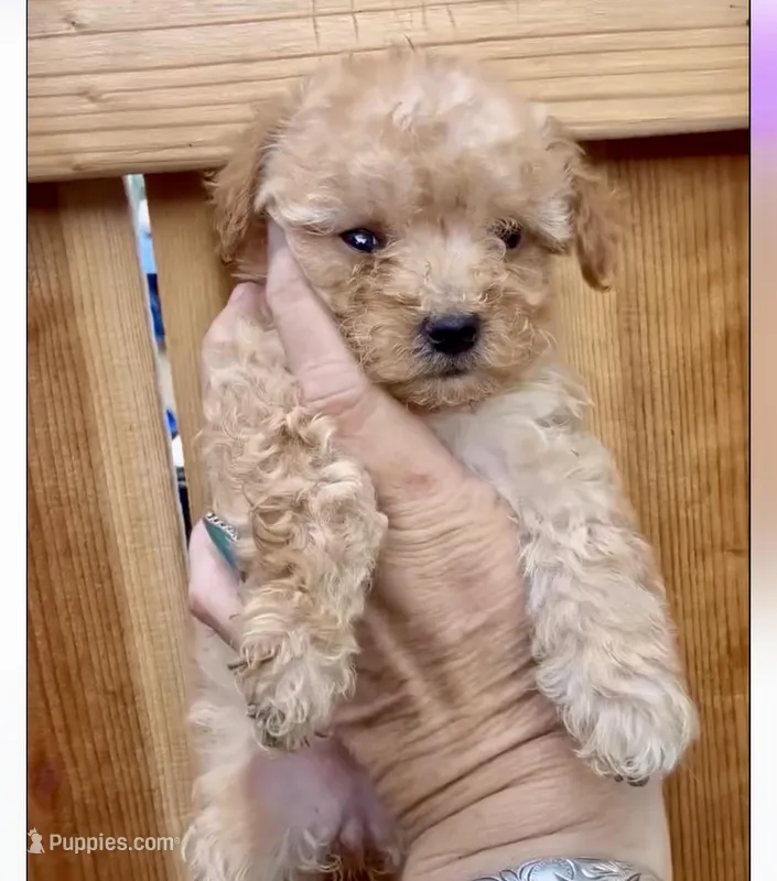 Teacup poodle, a female Poodle - Toy  for sale in Los Angeles, CA – Photo 1 of 3