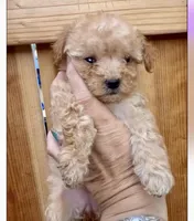 Teacup poodle, a female Poodle - Toy  for sale in Los Angeles, CA – Photo 1 of 3