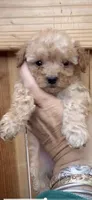 Teacup poodle, a female Poodle - Toy  for sale in Los Angeles, CA – Photo 2 of 3