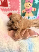 processed/610d0374-4b69-4bc2-ae62-bc594314ff88/listing/4c82d116-a033-49bb-95a2-2a3e95ad21fa/5f42b9dd-8725-4250-8941-85b0c6fdb6d9