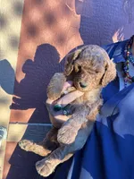 Boy golden, a male Poodle - Miniature  and Miniature Goldendoodle for sale in Los Angeles, CA – Photo 1 of 5