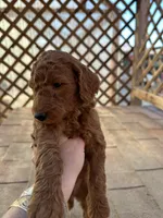 Boy golden, a male Poodle - Miniature  and Miniature Goldendoodle for sale in Los Angeles, CA – Photo 3 of 5