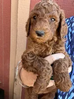 Boy golden, a male Poodle - Miniature  and Miniature Goldendoodle for sale in Los Angeles, CA – Photo 4 of 5