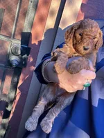 Boy golden, a male Poodle - Miniature  and Miniature Goldendoodle for sale in Los Angeles, CA – Photo 2 of 5