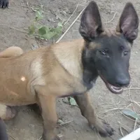 malinois, a female Belgian Malinois for sale in Los Angeles, CA – Photo 2 of 3