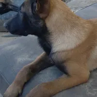malinois, a female Belgian Malinois for sale in Los Angeles, CA – Photo 3 of 3