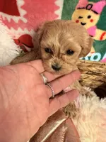 Tiny girl, a female Maltipoo for sale in Los Angeles, CA – Photo 2 of 9