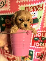 Tiny girl, a female Maltipoo for sale in Los Angeles, CA – Photo 4 of 9
