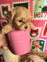 Tiny girl, a female Maltipoo for sale in Los Angeles, CA – Photo 8 of 9