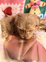 Tiny girl, a female Maltipoo for sale in Los Angeles, CA – Photo 5 of 9