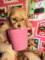 Tiny girl, a female Maltipoo for sale in Los Angeles, CA – Photo 7 of 9