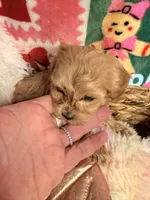 Tiny girl, a female Maltipoo for sale in Los Angeles, CA – Photo 6 of 9