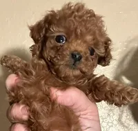 boy teacup poodle, a male Poodle - Toy  for sale in Los Angeles, CA – Photo 4 of 4