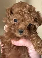 boy teacup poodle, a male Poodle - Toy  for sale in Los Angeles, CA – Photo 2 of 4