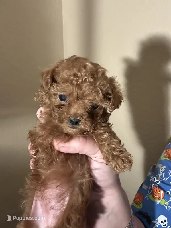 boy teacup poodle