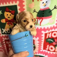 Parti Boy, a male Maltipoo for sale in Los Angeles, CA – Photo 5 of 5