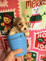 Parti Boy, a male Maltipoo for sale in Los Angeles, CA – Photo 5 of 5