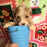 Parti Boy, a male Maltipoo for sale in Los Angeles, CA – Photo 4 of 5