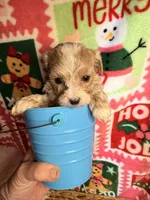 Parti Boy, a male Maltipoo for sale in Los Angeles, CA – Photo 4 of 5