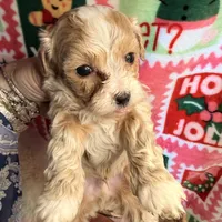 Parti Boy, a male Maltipoo for sale in Los Angeles, CA – Photo 1 of 5