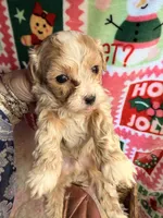 Parti Boy, a male Maltipoo for sale in Los Angeles, CA – Photo 1 of 5