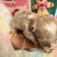 Parti Boy, a male Maltipoo for sale in Los Angeles, CA – Photo 2 of 5