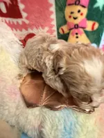 Parti Boy, a male Maltipoo for sale in Los Angeles, CA – Photo 2 of 5