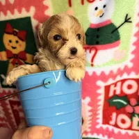 Parti Boy, a male Maltipoo for sale in Los Angeles, CA – Photo 3 of 5
