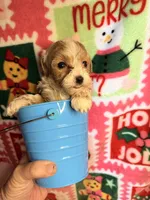 Parti Boy, a male Maltipoo for sale in Los Angeles, CA – Photo 3 of 5