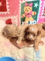 Boy Cockapoodle, a male Cockapoo for sale in Los Angeles, CA – Photo 7 of 10