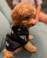 Boy Cockapoodle, a male Cockapoo for sale in Los Angeles, CA – Photo 10 of 10