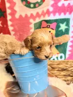 Boy Cockapoodle, a male Cockapoo for sale in Los Angeles, CA – Photo 4 of 10