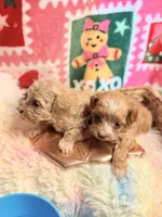 Boy Cockapoodle, a male Cockapoo for sale in Los Angeles, CA – Photo 8 of 10